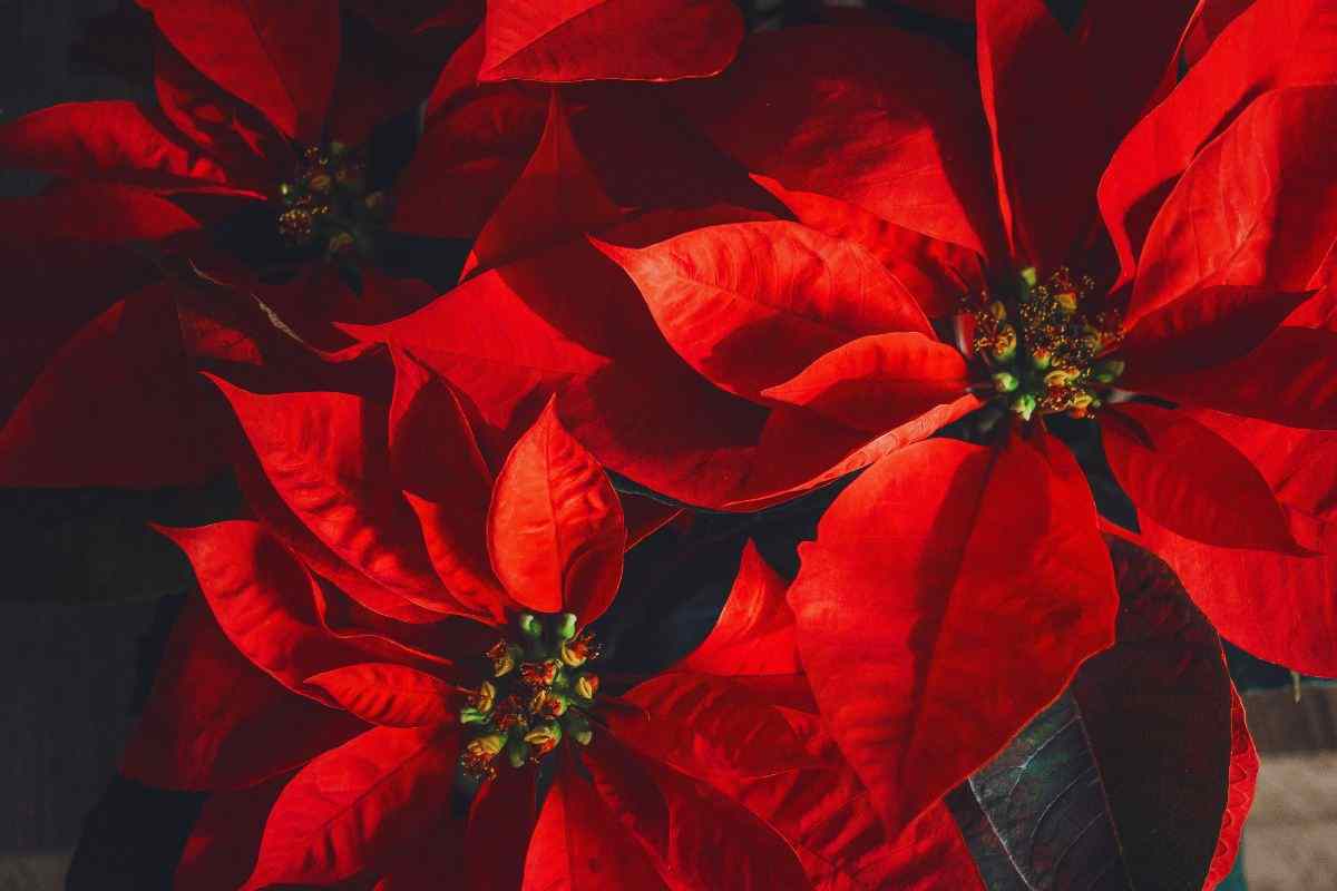 come si cura la stella di natale