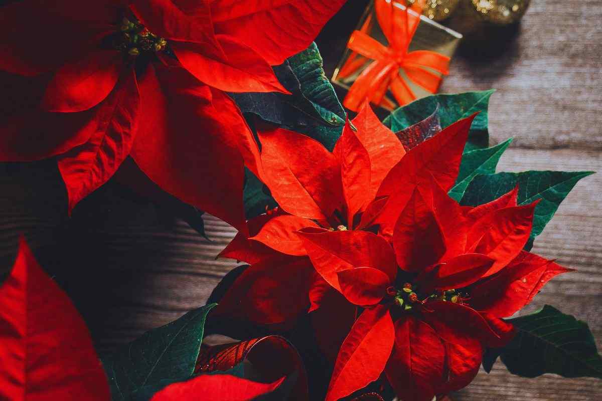 come curare la stella di natale